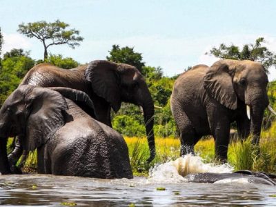 elephants taking a dip