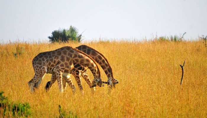giraffe playing