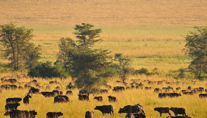 grazing baffaloes